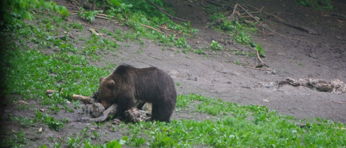 bearwatching-carpathians-romania-transylvania-large-carivores