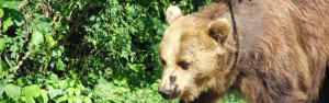 bear watching carpathians Braunbären-wildlife-tour-bearwatching