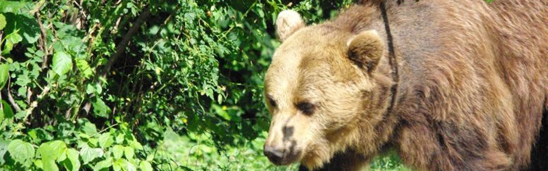 Braunbären in den Karpaten – Tagestour Bärenbeobachtung