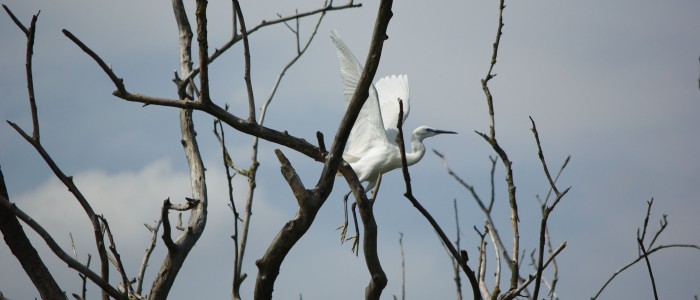 danube-delta-birdwatching-tours-egret