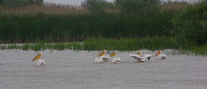 pelicans-birdwatching-wildlife-tours-danube-delta