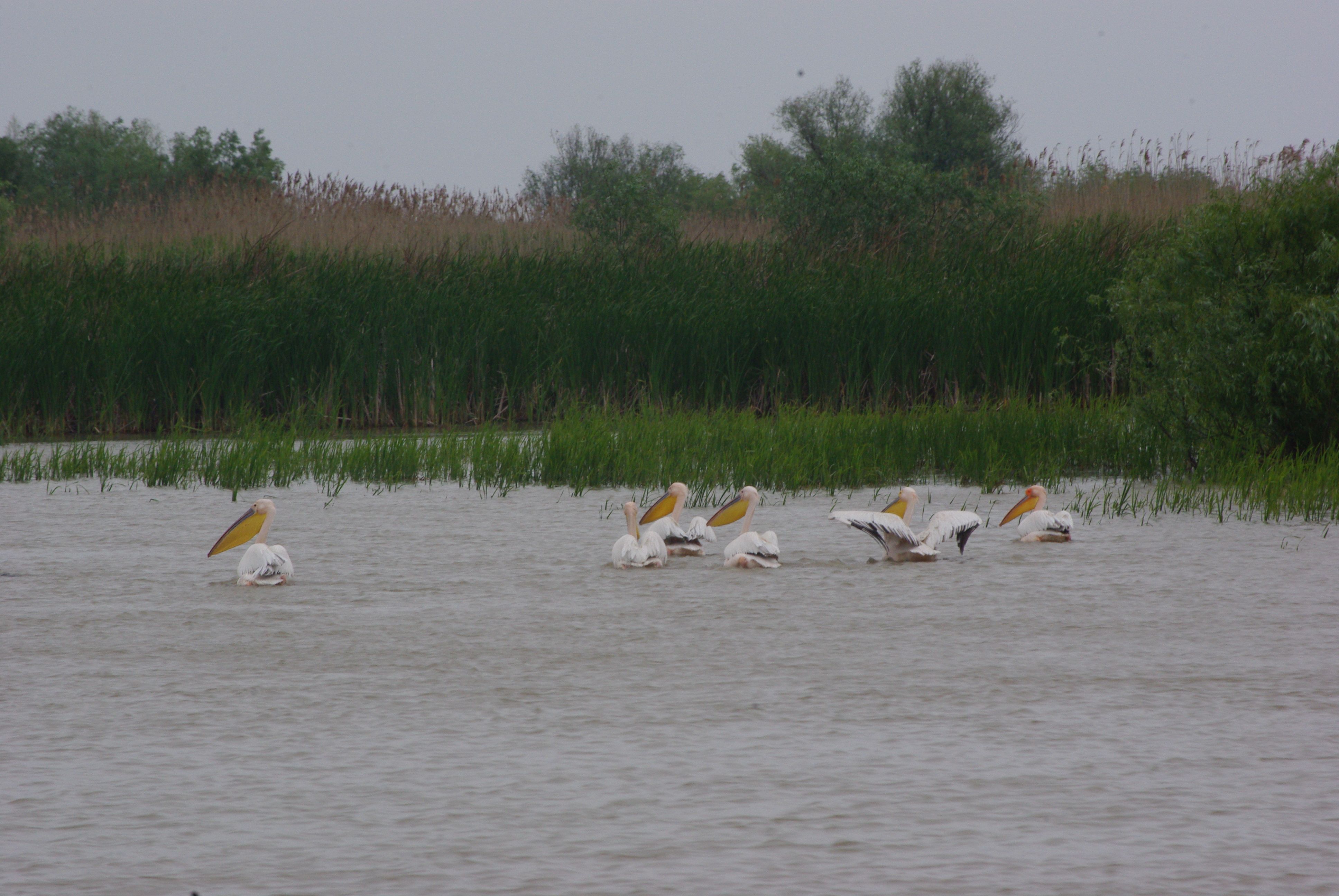pelicans-birdwatching-wildlife-tours-danube-delta
