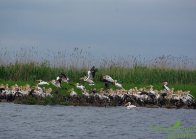 romanian-tours-danube-delta-wildlife-pelicans
