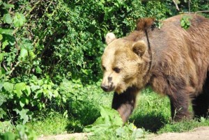 bearwatching-guided-tours