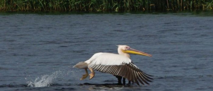 danube-delta-pelican-birdwatching