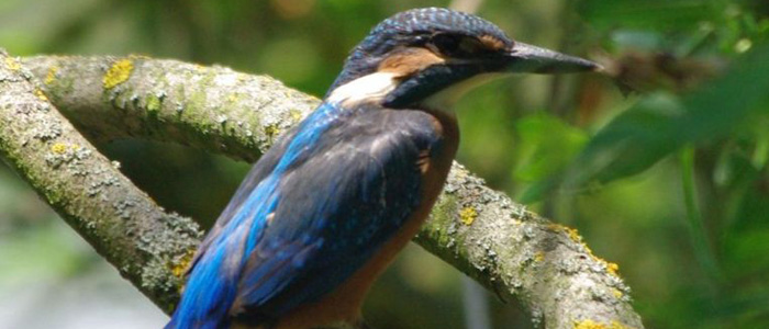 birdwatching-kingfisher-danube-delta