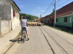 mocanita-schmalspurbahn-nature-guide-bike-fahrrad-tour