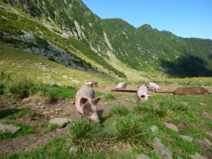 nature-traditions-wildlife-mountains-Karpaten