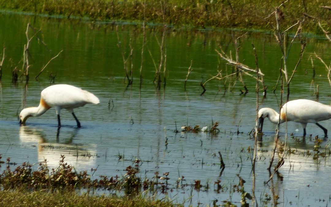 Frühling im Donaudelta – ein Paradies für Vogelbeobachter