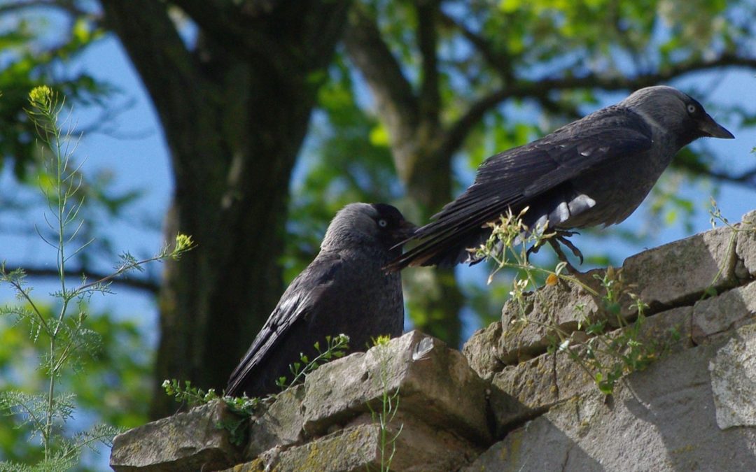 Corvidae : about Raven, Rooks and other birds