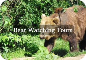 bearwatching