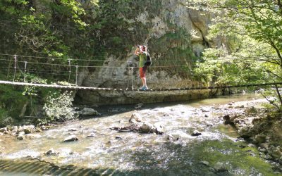 Wild Heart of Transylvania – 4-Day Nature and Wildlife Tour from Mercheasa